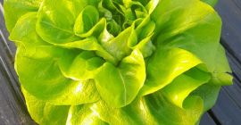 Lechuga mantecosa en venta por una semana, semana y