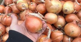¡¡¡Cebollas de primera calidad!!! ¡¡¡Exportar!!! ¡¡¡ADAPTAR!!!