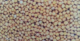 Vendo mostaza seca y limpia. Energía de germinación 88,