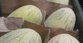 Fruta liofilizada Fresa -16$ kg Exportación a todo el