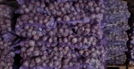 Remolacha roja 0,16ct/kg
