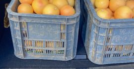 1200T de Pomelo de Marruecos.