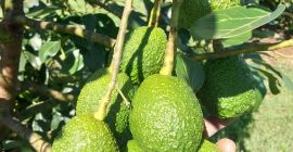 M&amp;K organic es una empresa registrada en Polonia que