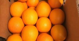 Hola, ofrezco la variedad Valencia, país de origen Egipto,
