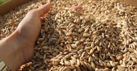 Trigo espelta 110 toneladas 0,40 euros/kg con certificado de