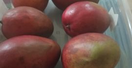 Mango de primera calidad ecológico , cultivado con cariño