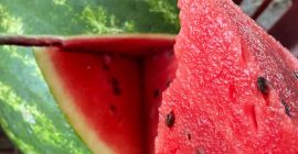 Sandías de varias variedades disponibles desde finales de Junio
