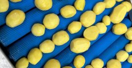 Patatas peladas. Envasadas al vacío. Color amarillo, clase de