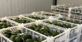Vendo mezcla de aguacates Hass de Colombia en contenedores.