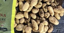 Podemos suministrar patatas egipcias de tamaño 40/60 o de