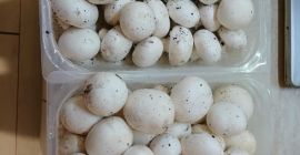 ¡Champiñones cultivados orgánicamente!