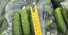 Distribuidor directo de verduras frescas, pepinos, tomates, pimientos, berenjenas.