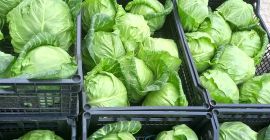 Buscamos compradores serios para col de primavera de Macedonia.