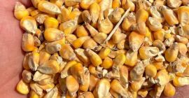VENDEMOS MAIZ AMARILLO (ALIMENTACION ANIMAL) A GRANEL . CANTIDADES