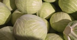 OFREZCO EN VENTA COL BLANCA DE ORIGEN POLACO O