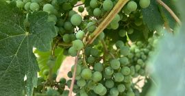 VITICULTURA Variedad de uva: Ribolla Viñedo: Montecastrilli Suelo: Arcillo-calcáreo