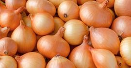 Cebolla fresca Tamaño: 55+ Calibre 200 euros la tonelada