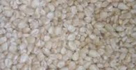 Maíz blanco agrícola recién cosechado