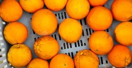En venta Naranjas Navel Povell España. Soy productor Naranjas