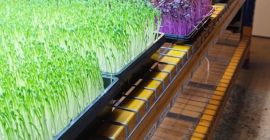 Vendo microgreens de guisantes, rábanos, girasoles y otros a