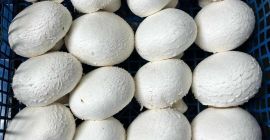 Vendo champiñones blancos, marrones, portobello, planos y ostra. Empacamos