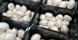 Vendo setas portobello blancas, marrones, planas y ostras Envasamos