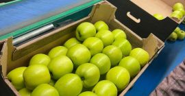 Golden Delicious es una variedad de manzana popular conocida