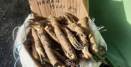 Vendo 400 kg de rábano picante rumano orgánico de