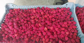 Frambuesas Willamette congeladas, calidad 90/10 (también puede ser 95/5),