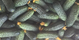Pepinos en venta directamente del productor. Disponemos de cantidades