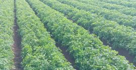 Descubre nuestro perejil fresco, cultivado en la soleada región
