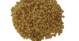 Lentejas verdes 99,5% puras. Precio de DDP FTL PL,