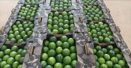 Lima fresca directamente de la finca vía aeropuertos. Costo