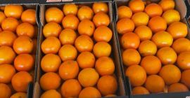 Mercancía fresca cosechada el mismo día de la carga...naranjas