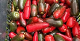 Chiles jalapeños directamente de la finca, en color verde