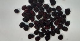 Vendo moras polacas congeladas. Cantidad aproximadamente 2 toneladas. Envasado