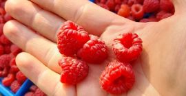 Soy productor de frambuesas LYULIN ECO BIO. Las tengo