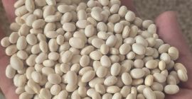Vendo frijoles, calidad 1, precio al por mayor 6