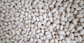 Frijoles Nevi Origen: Ucrania Envase: bolsa grande Humedad *1,4%