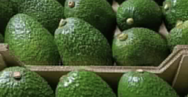 Vendemos aguacates Hass certificados directamente de nuestras granjas en