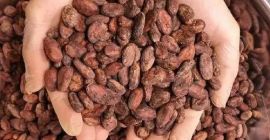 Semillas de cacao de primera calidad para la producción