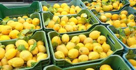 Ofrecemos a la venta a través de nuestra finca,