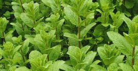 Menta maravillosamente aromática, 100% natural.