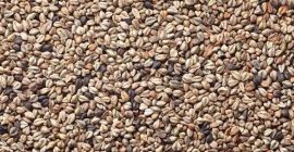 Vendo semillas de trigo sarraceno silvestre Fagopyrum tataricum de