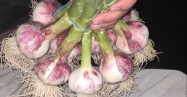 Ajo fresco de primavera de Uzbekistán. Cosecha 2025 disponible