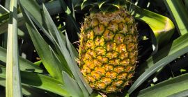 Variedad MD-2. Tamaños y envíos negociables. Somos una empresa