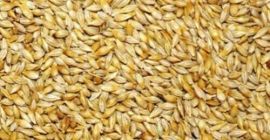 Necesitamos un gran pedido de cebada para alimentación animal