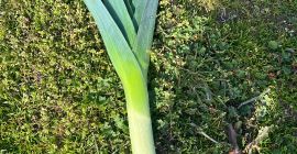 Temporada de invierno – ¡100% ecológico! Se vende calabaza