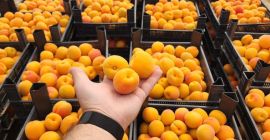 Albaricoque de alta calidad de Azerbaiyán