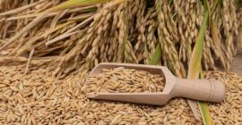 Vendo 150 toneladas de arroz paddy, variedad Cameo, del